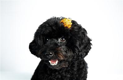 《NEKOTO》Steam页面上线 治愈系猫咪生活日常